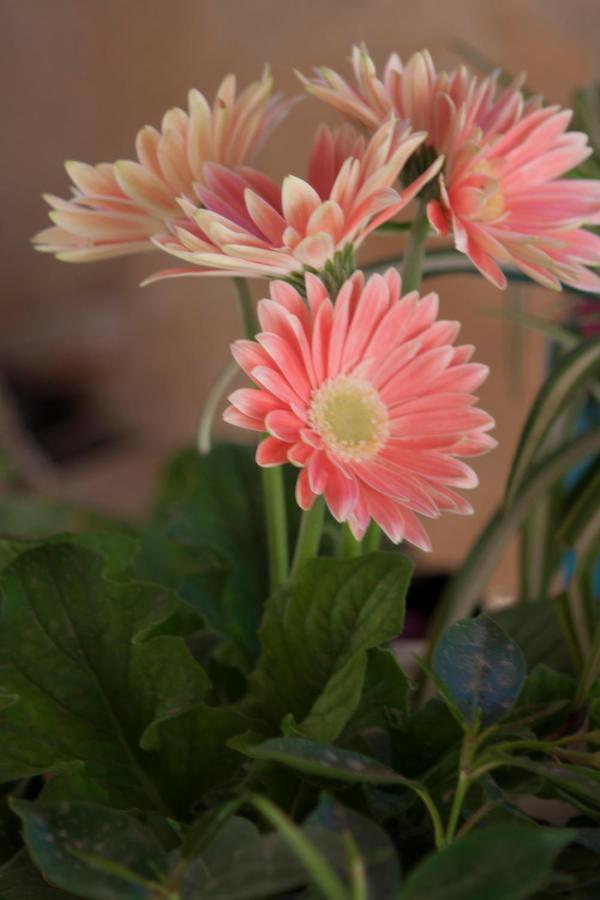 Bed & Breakfast Lighea Giardini Naxos Bagian luar foto